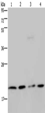 Gel: 10%SDS-PAGE, Lysate: 40 μg, Lane 1-4: Jurkat cells, K562 cells, PC3 cells, A549 cells, Primary antibody: MCTS1 Antibody(MCTS1 Antibody) at dilution 1/200, Secondary antibody: Goat anti rabbit IgG at 1/8000 dilution, Exposure time: 3 minutes