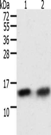 Gel: 12%SDS-PAGE, Lysate: 40 μg, Lane 1-2: A172 cells, hela cells, Primary antibody: TXN Antibody(TXN Antibody) at dilution 1/300, Secondary antibody: Goat anti rabbit IgG at 1/8000 dilution, Exposure time: 10 secondsRabbit anti-Human TXN Polyclonal Antibody