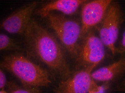 Immunofluorescence staining of methanol-fixed Hela cells using Cyclin B1(Ab-147) Antibody.Rabbit anti-Human CCNB1 Polyclonal Antibody