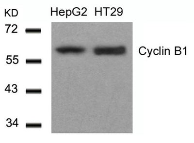 Western blot analysis of extracts from HepG2 and HT29 cells using Cyclin B1(Ab-147) Antibody.