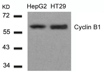 Western blot analysis of extracts from HepG2 and HT29 cells using Cyclin B1(Ab-147) Antibody.Rabbit anti-Human CCNB1 Polyclonal Antibody