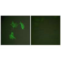 Immunofluorescence analysis of NIH/3T3 cells, using Tubulin α antibody.Rabbit anti-Human TUBA1A Polyclonal Antibody