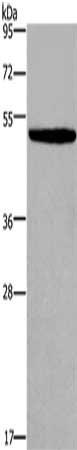 Gel: 8%SDS-PAGE, Lysate: 40 μg, Lane: NIH/3T3 cells, Primary antibody: KCNN4 Antibody(KCNN4 Antibody) at dilution 1/450, Secondary antibody: Goat anti rabbit IgG at 1/8000 dilution, Exposure time: 20 seconds