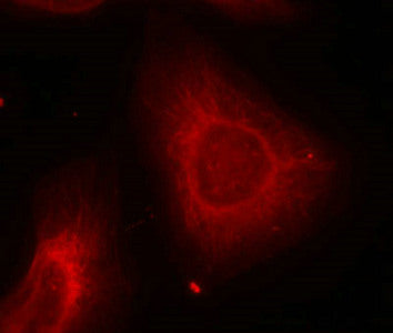 Immunofluorescence staining of methanol-fixed Hela cells using Keratin 8(Ab-74) Antibody.Rabbit anti-Human KRT8 Polyclonal Antibody