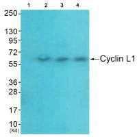 Western blot analysis of extracts from  HeLa cells (Lane 2), A549 cells (Lane 3) and HepG2 cells (Lane 4), using Cyclin-L1 antiobdy. The lane on the left is treated with systhesized peptide.Rabbit anti-Human CCNL1 Polyclonal Antibody