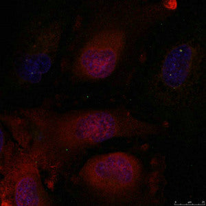 Immunofluorescence staining of methanol-fixed Hela cells using JunD(Ab-255) Antibody.