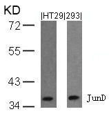Western blot analysis of extracts from HT29 and 293 cells using JunD(Ab-255) Antibody.