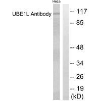 Western blot analysis of extracts from HeLa cells, using UBE1L antibody.Rabbit anti-Human UBA7 Polyclonal Antibody