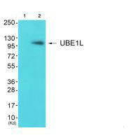 Western blot analysis of extracts from JK cells (Lane 2), using UBE1L antiobdy. The lane on the left is treated with synthesized peptide.Rabbit anti-Human UBA7 Polyclonal Antibody