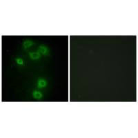 Immunofluorescence analysis of A549 cells, using BMX antibody.