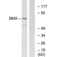 Western blot analysis of extracts from COS-7 cells, using BMX antibody.