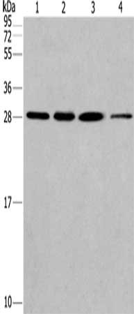 Gel: 10%SDS-PAGE, Lysate: 40 μg, Lane 1-4: Hela cells, human fetal liver tissue, A549 cells, 293T cells, Primary antibody: ERP29 Antibody(ERP29 Antibody) at dilution 1/200, Secondary antibody: Goat anti rabbit IgG at 1/8000 dilution, Exposure time: 40 secondsRabbit anti-Human ERP29 Polyclonal Antibody
