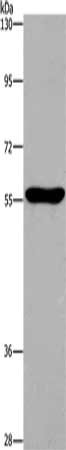 Gel: 6%SDS-PAGE, Lysate: 40 μg, Lane: NIH/3T3 cells, Primary antibody: MAPT Antibody(MAPT Antibody) at dilution 1/550, Secondary antibody: Goat anti rabbit IgG at 1/8000 dilution, Exposure time: 5 minutes