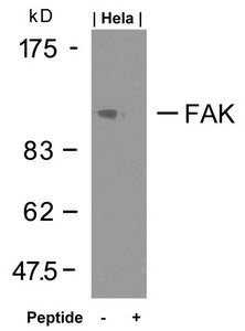 Western blot analysis of extracts from Hela cells using FAK(Ab-925) Antibody and the same antibody preincubated with blocking peptide.Rabbit anti-Human PTK2 Polyclonal Antibody