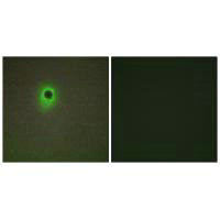 Immunofluorescence analysis of A549 cells, using HIPK4 antibody.Rabbit anti-Human HIPK4 Polyclonal Antibody