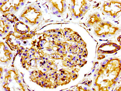 IHC image of ACTA1 Recombinant Monoclonal Antibody diluted at 1:100 and staining in paraffin-embedded human kidney tissue performed on a Leica BondTM system. After dewaxing and hydration, antigen retrieval was mediated by high pressure in a citrate buffer (pH 6.0). Section was blocked with 10% normal goat serum 30min at RT. Then primary antibody (1% BSA) was incubated at 4℃ overnight. The primary is detected by a biotinylated secondary antibody and visualized using an HRP conjugated SP system.ACTA1 Recombinant Monoclonal Antibody