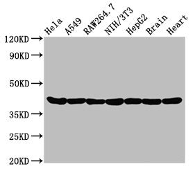 Western BlotPositive WB detected in: Hela whole cell lysate, A549 whole cell lysate, Raw264.7 whole cell lysate, NIH/3T3 whole cell lysate, HepG2 whole cell lysate, Rat brain tissue, Rat heart tissueAll lanes: Actin antibody at 0.95μg/mlSecondaryGoat polyclonal to rabbit IgG at 1/50000 dilutionPredicted band size: 42 KDaObserved band size: 42 KDaACTA1 Recombinant Monoclonal Antibody