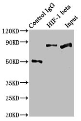 Immunoprecipitating HIF-1 beta in Hela whole cell lysate | Lane 1: Rabbit control IgG instead of ARNT Recombinant Monoclonal Antibody in Hela whole cell lysate. | For western blotting, a HRP-conjugated Protein G antibody was used as the secondary antibody (1/2000) | Lane 2: ARNT Recombinant Monoclonal Antibody (3μg) + Hela whole cell lysate (500μg) | Lane 3: Hela whole cell lysate (20μg)ARNT Recombinant Monoclonal Antibody
