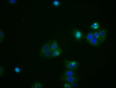 Immunofluorescence staining of HepG2 cells with ATF4 Recombinant Monoclonal Antibody at 1:53, counter-stained with DAPI. The cells were fixed in 4% formaldehyde, permeabilized using 0.2% Triton X-100 and blocked in 10% normal Goat Serum. The cells were then incubated with the antibody overnight at 4℃. The secondary antibody was Alexa Fluor 488-congugated AffiniPure Goat Anti-Rabbit IgG (H+L).ATF4 Recombinant Monoclonal Antibody