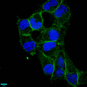 Immunofluorescence staining of Hela cells with CD97 Recombinant Monoclonal Antibody at 1:87.5,counter-stained with DAPI. The cells were fixed in 4% formaldehyde, permeabilized using 0.2% Triton X-100 and blocked in 10% normal Goat Serum. The cells were then incubated with the antibody overnight at 4℃.The secondary antibody was Alexa Fluor 488-congugated AffiniPure Goat Anti-Rabbit IgG (H+L).