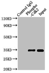 Immunoprecipitating Phospho-CDK2 in Hela whole cell lysate treated with PervanadateLane 1: Rabbit control IgG(1μg)instead of Phospho-CDK2 (Y15) Recombinant Monoclonal Antibody in Hela whole cell lysate treated with Pervanadate.For western blotting,a HRP-conjugated Protein G antibody was used as the secondary antibody (1/2000)Lane 2: Phospho-CDK2 (Y15) Recombinant Monoclonal Antibody(3μg)+ Hela whole cell lysate treated with Pervanadate(1mg)Lane 3: Hela whole cell lysate treated with Pervanadate(20μg)Phospho-CDK2 (Y15) Recombinant Monoclonal Antibody