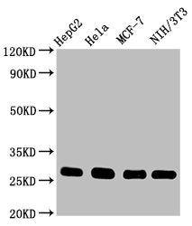 Western Blot | Positive WB detected in: HepG2 whole cell lysate, Hela whole cell lysate, MCF-7 whole cell lysate, NIH/3T3 whole cell lysate | All lanes: CDKN1B antibody at 0.9μg/ml | Secondary | Goat polyclonal to rabbit IgG at 1/50000 dilution | Predicted band size: 23 KDa | Observed band size: 27 KDa