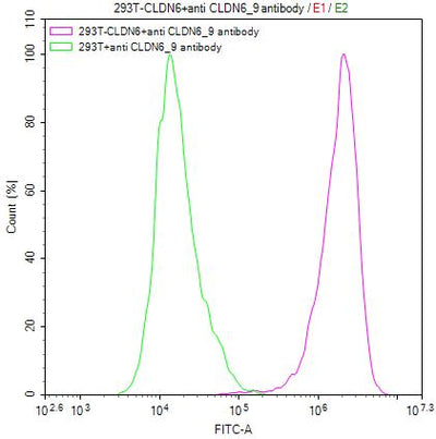 Untransfected HEK293T cells surface (green line) and transfected Human CLDN6 HEK293T stable cells surface (red line) were stained with anti-CLDN6/9 recombinant antibody (2µg/1*106cells), washed and then followed by FITC-conjugated anti-Human IgG Fc antibody and analyzed with flow cytometry.