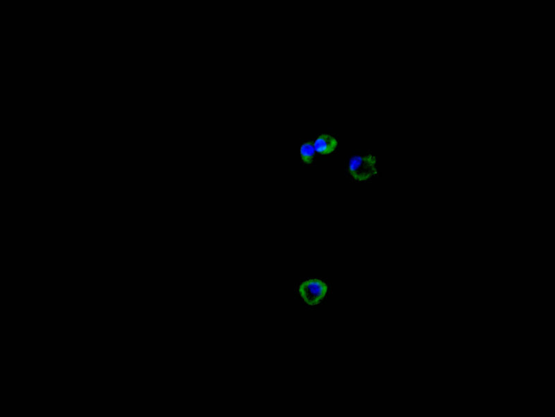 Immunofluorescence staining of HEPG2 cell with CTLA4 Recombinant Monoclonal Antibody at 1:30, counter-stained with DAPI. The cells were fixed in 4% formaldehyde and blocked in 10% normal Goat Serum. The cells were then incubated with the antibody overnight at 4C. The secondary antibody was FITC-conjugated AffiniPure Goat Anti-Mouse IgG(H+L).CTLA4 Recombinant Monoclonal Antibody
