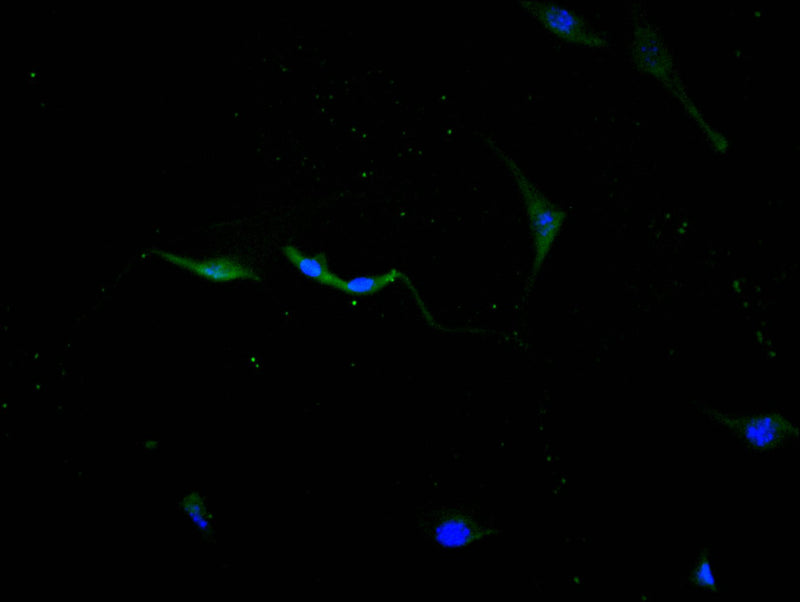 Immunofluorescence staining of NIH/3T3 cell with CTSL Recombinant Monoclonal Antibody at 1:10, counter-stained with DAPI. The cells were fixed in 4% formaldehyde and blocked in 10% normal Goat Serum. The cells were then incubated with the antibody overnight at 4C. The secondary antibody was FITC-conjugated AffiniPure Goat Anti-Mouse IgG(H+L).