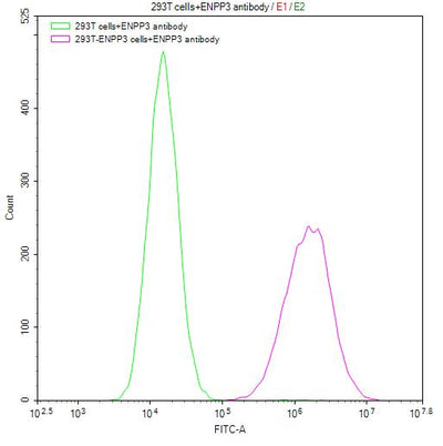 Untransfected HEK293T cells surface (green line) and transfected Human ENPP3 HEK293T stable cells surface (red line) were stained with anti-ENPP3 recombinant antibody (2µg/1*106cells), washed and then followed by FITC-conjugated anti-Human IgG Fc antibody and analyzed with flow cytometry.