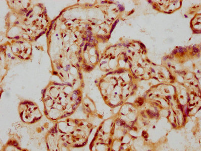 IHC image of GDNF Recombinant Monoclonal Antibody diluted at 1:107.5 and staining in paraffin-embedded human placenta tissue performed on a Leica BondTM system. After dewaxing and hydration, antigen retrieval was mediated by high pressure in a citrate buffer (pH 6.0). Section was blocked with 10% normal goat serum 30min at RT. Then primary antibody (1% BSA) was incubated at 4℃ overnight. The primary is detected by a biotinylated secondary antibody and visualized using an HRP conjugated SP system.GDNF Recombinant Monoclonal Antibody