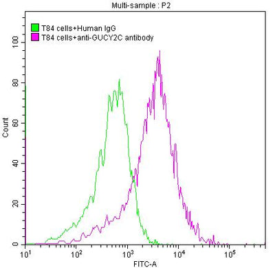 T84 cells were stained with Human IgG (green line) and anti-GUCY2C antibody (red line) (2µg/1*106cells), washed and then followed by FITC-conjugated anti-Human IgG Fc antibody and analyzed with flow cytometry.GUCY2C Recombinant Monoclonal Antibody