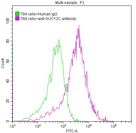 T84 cells were stained with Human IgG (green line) and anti-GUCY2C antibody (red line) (2µg/1*106cells), washed and then followed by FITC-conjugated anti-Human IgG Fc antibody and analyzed with flow cytometry.GUCY2C Recombinant Monoclonal Antibody