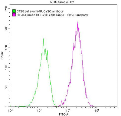 Untransfected CT26 cells surface (green line) and transfected Human GUCY2C CT26 stable cells surface (red line) were stained with anti-GUCY2C antibody (2µg/1*106cells), washed and then followed by FITC-conjugated anti-Human IgG Fc antibody and analyzed with flow cytometry.GUCY2C Recombinant Monoclonal Antibody