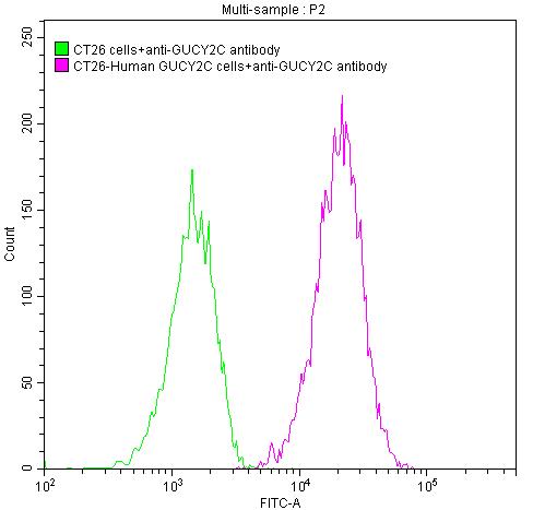 Untransfected CT26 cells surface (green line) and transfected Human GUCY2C CT26 stable cells surface (red line) were stained with anti-GUCY2C antibody (2µg/1*106cells), washed and then followed by FITC-conjugated anti-Human IgG Fc antibody and analyzed with flow cytometry.GUCY2C Recombinant Monoclonal Antibody