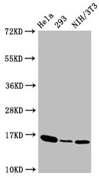 Western Blot | Positive WB detected in:Hela whole cell lysate,293 whole cell lysate,NIH/3T3 whole cell lysate | All lanes:Phospho-Histone H3 (T3) antibody at 1.41μg/ml | Secondary | Goat polyclonal to rabbit IgG at 1/50000 dilution | Predicted band size: 16 KDa | Observed band size: 16 KDaPhospho-Histone H3.3 (T3) Recombinant Monoclonal Antibody