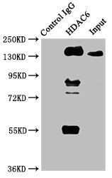 Immunoprecipitating HDAC6 in HepG2 whole cell lysate | Lane 1: Rabbit control IgG instead of HDAC6 Recombinant Monoclonal Antibody in HepG2 whole cell lysate. | For western blotting, a HRP-conjugated Protein G antibody was used as the secondary antibody (1/2000) | Lane 2: HDAC6 Recombinant Monoclonal Antibody (3μg) + HepG2 whole cell lysate (500μg) | Lane 3: HepG2 whole cell lysate (20μg)HDAC6 Recombinant Monoclonal Antibody
