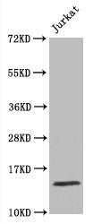 Western Blot | Positive WB detected in Jurkat whole cell lysate | All lanes Histone H3.1 antibody at 1.5μg/ml | Secondary | Goat polyclonal to rabbit IgG at 1/50000 dilution | Predicted band size: 15 KDa | Observed band size: 15 KDaHistone H3.1 Recombinant Monoclonal Antibody