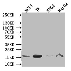 Western Blot | Positive WB detected in: MCF7 whole cell lysate,JK whole cell lysate,K562 whole cell lysate,HepG2 whole cell lysate | All lanes: HIST1H3A antibody at 1:1000 | Secondary | Goat polyclonal to mouse IgG at 1/50000 dilution | Predicted band size: 16 kDa | Observed band size: 16 kDaHIST1H3A Recombinant Monoclonal Antibody