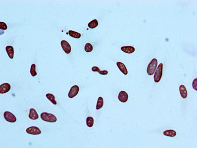 Immunocytochemistry analysis of Acetyl-Histone H4 (K5) Recombinant Monoclonal Antibody diluted at 1:100 and staining in Hela cells performed on a Leica BondTM system. After dewaxing and hydration, antigen retrieval was mediated by high pressure in a citrate buffer (pH 6.0). Section was blocked with 10% normal goat serum 30min at RT. Then primary antibody (1% BSA) was incubated at 4℃ overnight. The primary is detected by a biotinylated secondary antibody and visualized using an HRP conjugated SP system.Acetyl-Histone H4 (K5) Recombinant Monoclonal Antibody