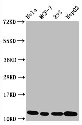Western Blot | Positive WB detected in Hela whole cell lysate, MCF-7 whole cell lysate, 293 whole cell lysate, HepG2 whole cell lysate | All lanes Acetyl-Histone H4 (K5) antibody at 1.05μg/ml | Secondary | Goat polyclonal to rabbit IgG at 1/50000 dilution | Predicted band size: 11 KDa | Observed band size: 11 KDaAcetyl-Histone H4 (K5) Recombinant Monoclonal Antibody