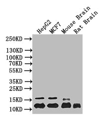 Western Blot | Positive WB detected in:HepG2 whole cell lysate, MCF7 whole cell lysate, Mouse Brain tissue lysate, Rat Brain tissue lysate | All lanes: HIST1H4A antibody at 1:1000 | Secondary | Goat polyclonal to mouse IgG at 1/50000 dilution | Predicted band size: 12 kDa | Observed band size: 12 kDaHIST1H4A Recombinant Monoclonal Antibody
