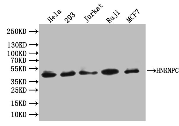 Western Blot | Positive WB detected in: Hela whole cell lysate, K562 whole cell lysate, 293T whole cell lysate, MCF-7 whole cell lysate, Raji whole cell lysate, Jurkat whole cell lysate, HepG2 whole cell lysate | All lanes: hnRNP C1 + C2 antibody at 0.66μg/ml | Secondary | Goat polyclonal to rabbit IgG at 1/50000 dilution | Predicted band size: 34, 33, 26, 28 KDa | Observed band size: 42 KDaHNRNPC Recombinant Monoclonal Antibody