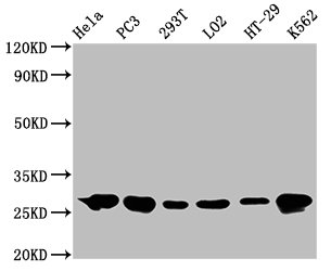 Western Blot | Positive WB detected in: Hela whole cell lysate, PC3 whole cell lysate, 293T whole cell lysate, LO2 whole cell lysate, HT-29 whole cell lysate, K562 whole cell lysate | All lanes: Hsp27 antibody at 0.62μg/ml | Secondary | Goat polyclonal to rabbit IgG at 1/50000 dilution | Predicted band size: 23 KDa | Observed band size: 27 KDa