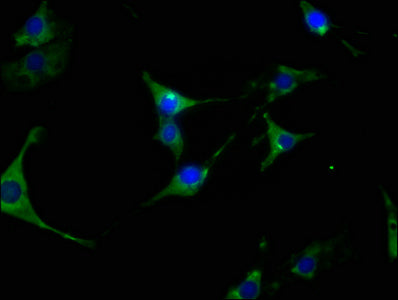 Immunofluorescence staining of NIH/3T3 cells with HSP90AA1 Recombinant Monoclonal Antibody at 1:63, counter-stained with DAPI. The cells were fixed in 4% formaldehyde, permeabilized using 0.2% Triton X-100 and blocked in 10% normal Goat Serum. The cells were then incubated with the antibody overnight at 4℃. The secondary antibody was Alexa Fluor 488-congugated AffiniPure Goat Anti-Rabbit IgG (H+L).HSP90AA1 Recombinant Monoclonal Antibody