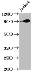 Western Blot | Positive WB detected in: Jurkat whole cell lysate | All lanes: Hsp90 alpha antibody at 1.9μg/ml | Secondary | Goat polyclonal to rabbit IgG at 1/50000 dilution | Predicted band size: 85, 99 KDa | Observed band size: 90 KDaHSP90AA1 Recombinant Monoclonal Antibody