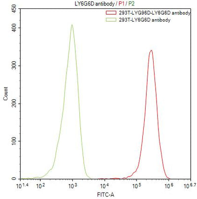 Untransfected HEK293T cells surface (green line) and transfected Human LY6G6D HEK293T stable cells surface(red line) were stained with anti-LY6G6D antibody (LY6G6D Recombinant Monoclonal Antibody) (2µg/1*106cells), washed and then followed by FITC-conjugated anti-Human IgG Fc antibody and analyzed with flow cytometry.LY6G6D Recombinant Monoclonal Antibody