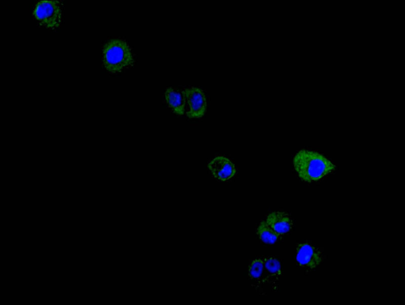 Immunofluorescence staining of Hela cell with MS4A1 Recombinant Monoclonal Antibody at 1:150, counter-stained with DAPI. The cells were fixed in 4% formaldehyde and blocked in 10% normal Goat Serum. The cells were then incubated with the antibody overnight at 4C. The secondary antibody was FITC-conjugated AffiniPure Goat Anti-Mouse IgG(H+L).MS4A1 Recombinant Monoclonal Antibody