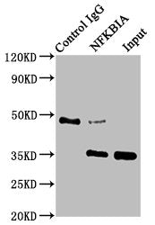 Immunoprecipitating NFKBIA in HepG2 whole cell lysate | Lane 1: Rabbit control IgG instead of NFKBIA Recombinant Monoclonal Antibody in HepG2 whole cell lysate. | For western blotting, a HRP-conjugated Protein G antibody was used as the secondary antibody (1/2000) | Lane 2: NFKBIA Recombinant Monoclonal Antibody (3μg) + HepG2 whole cell lysate (500μg) | Lane 3: HepG2 whole cell lysate (20μg)NFKBIA Recombinant Monoclonal Antibody