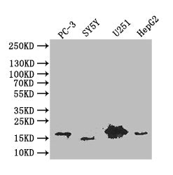Western Blot | Positive WB detected in: PC-3 whole cell lysate, SY5Y whole cell lysate, U251 whole cell lysate, HepG2 whole cell lysate | All lanes: PDPN antibody at 1:1000 | Secondary | Goat polyclonal to mouse IgG at 1/50000 dilution | Predicted band size: 17 kDa | Observed band size: 17 kDaPDPN Recombinant Monoclonal Antibody